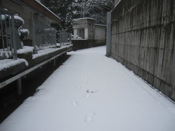 2-大雪