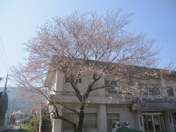 1-桜
