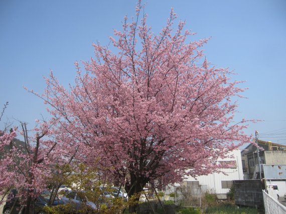 1-夢桜