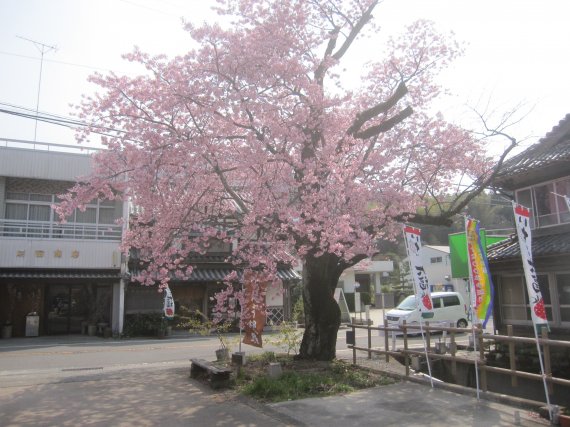2-夢桜