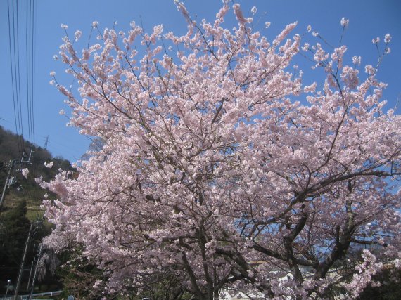 2-桜